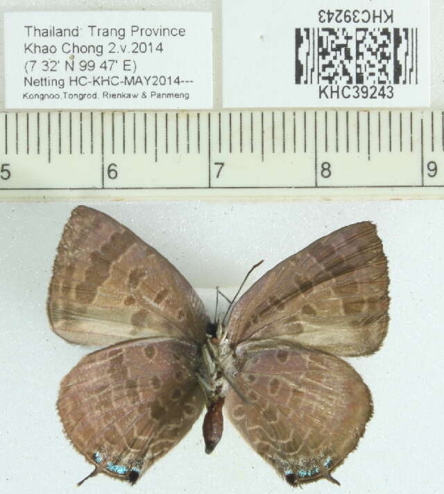 Plancia ëd Arhopala sublustris Bethune-Baker 1904