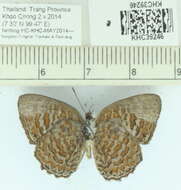 Image of <i>Poritia sumatrae</i>