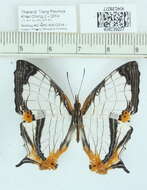 Image of Cyrestis nivea nivalis Felder 1867