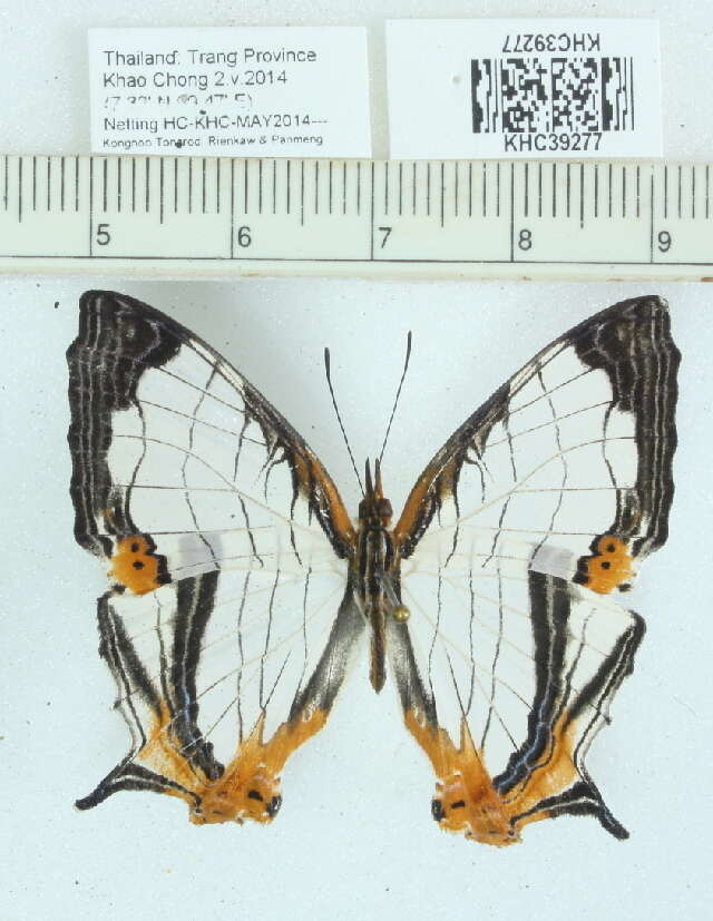 Image of Cyrestis nivea nivalis Felder 1867