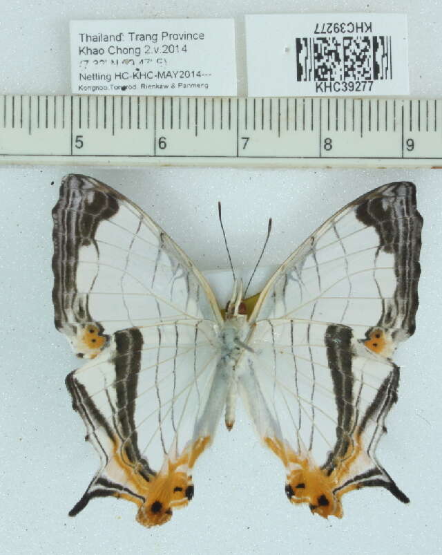 Image of Cyrestis nivea nivalis Felder 1867