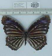 Imagem de Elymnias nesaea Linnaeus 1758