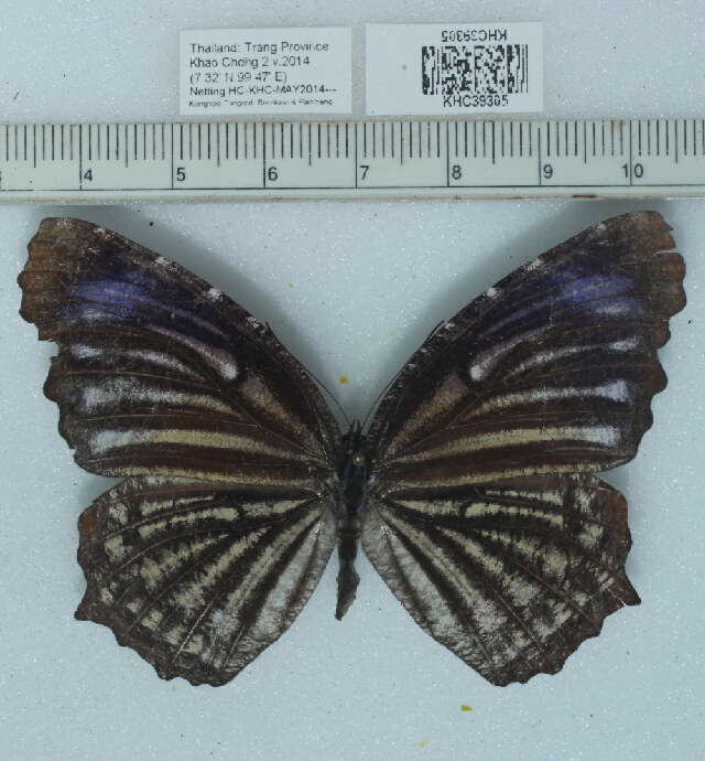 Image of Elymnias nesaea Linnaeus 1758