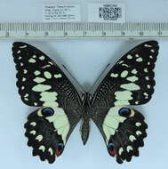 Plancia ëd Papilio demoleus Linnaeus 1758