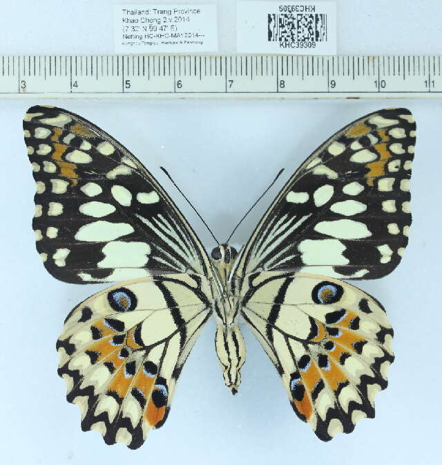 Plancia ëd Papilio demoleus Linnaeus 1758