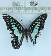 Image of Graphium doson (Felder & Felder 1864)