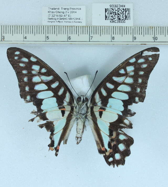 Image of Graphium doson (Felder & Felder 1864)