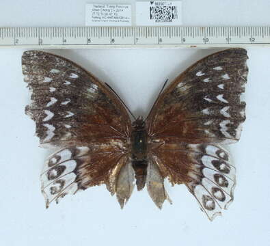 Image of Charaxes durnfordi Distant 1884
