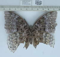 Image of Charaxes durnfordi Distant 1884
