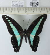 صورة Graphium sarpedon (Linnaeus 1758)