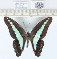 صورة Graphium sarpedon (Linnaeus 1758)