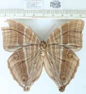 Image of <i>Amathusia friderici</i>