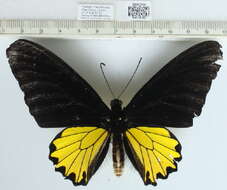 Image of Golden Birdwing Butterfly