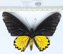 Image of Golden Birdwing Butterfly