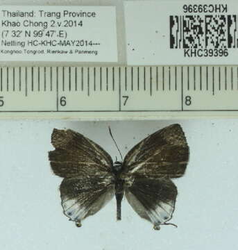 Image of Hypolycaena merguia (Doherty 1889)