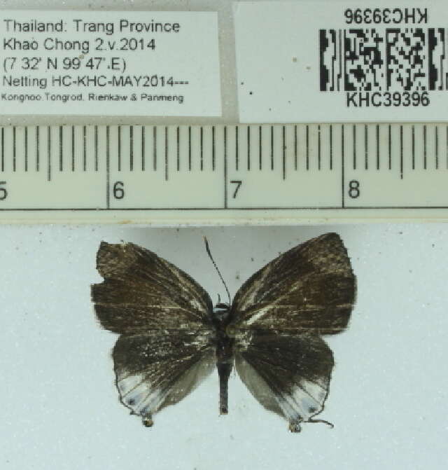 Слика од Hypolycaena merguia (Doherty 1889)