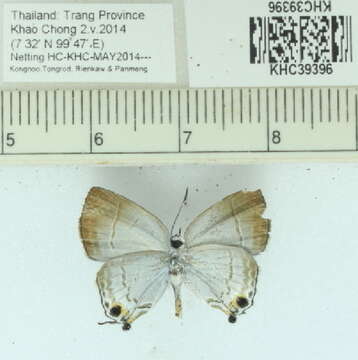 Image of Hypolycaena merguia (Doherty 1889)