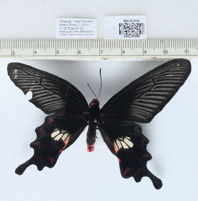 Image of Common Rose Butterfly