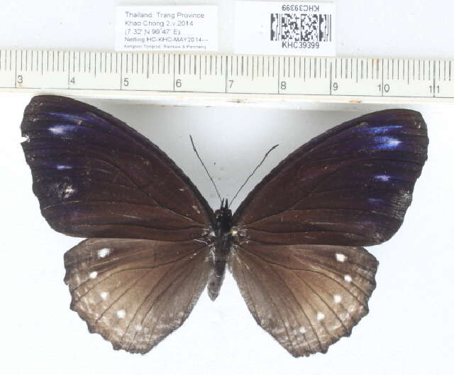 Image of Streaked Palmfly