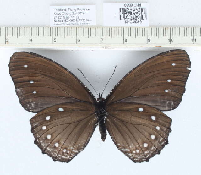 Image of Streaked Palmfly