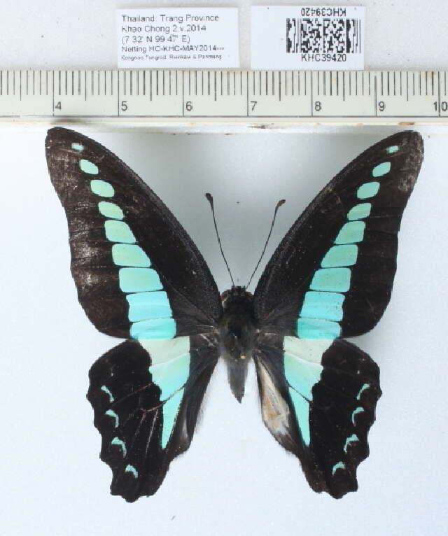 صورة Graphium sarpedon (Linnaeus 1758)