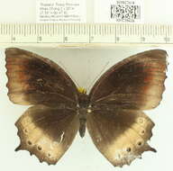 Imagem de Elymnias panthera Fabricius 1787