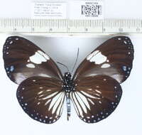 Слика од <i>Euploea radamanthus</i>