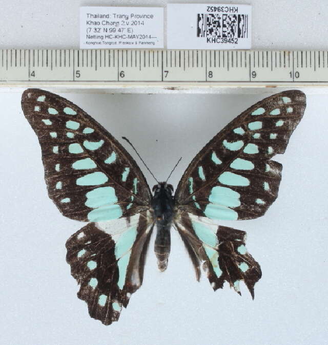 Image of Graphium doson (Felder & Felder 1864)