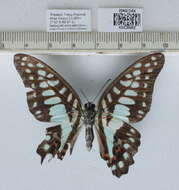 Image of Graphium doson (Felder & Felder 1864)