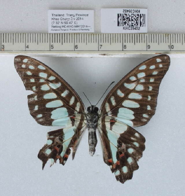 Image of Graphium doson (Felder & Felder 1864)