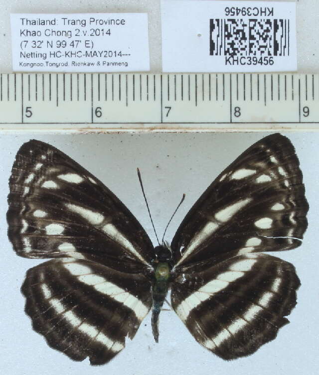 Image of Neptis clinia Moore 1872