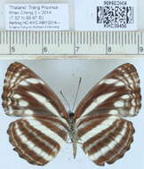 Image of Neptis clinia Moore 1872