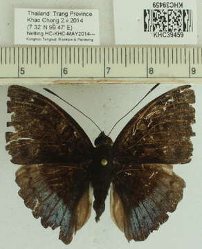 صورة Euthalia monina Fabricius 1787