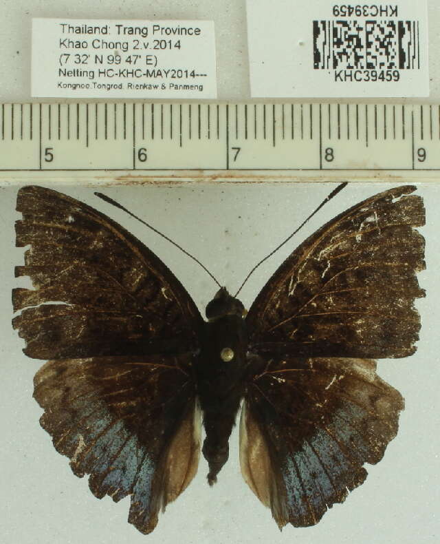 صورة Euthalia monina Fabricius 1787