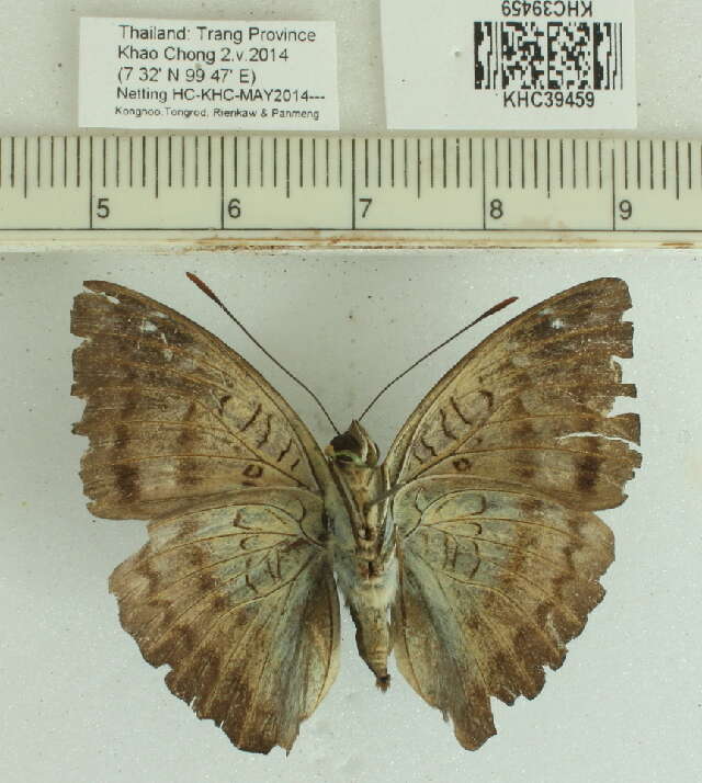 صورة Euthalia monina Fabricius 1787