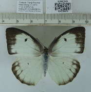 Image of Catopsilia pyranthe (Linnaeus 1758)