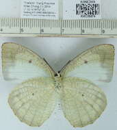 Image of Catopsilia pyranthe (Linnaeus 1758)