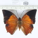 Image of Charaxes bemardus