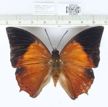 Image of Charaxes bemardus