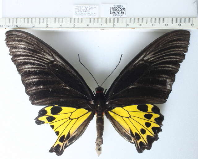 Image of Golden Birdwing Butterfly