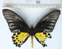 Image of Golden Birdwing Butterfly