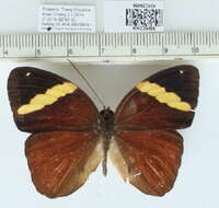 Image of Xanthotaenia busiris Westwood 1858