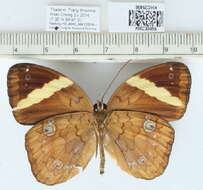 Image of Xanthotaenia busiris Westwood 1858