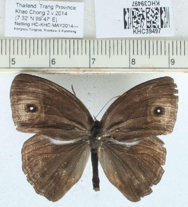 Image of Mycalesis sangaica Butler 1877