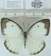 Image of Catopsilia pyranthe (Linnaeus 1758)