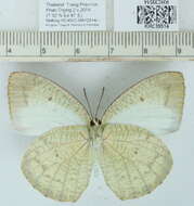 Image of Catopsilia pyranthe (Linnaeus 1758)