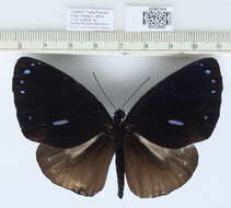 Euploea eunice leucogenis resmi