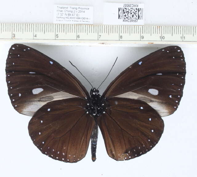 Euploea eunice leucogenis resmi