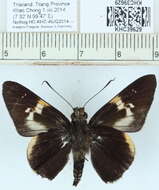 Слика од Lotongus calathus Hewitson 1876