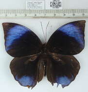 Слика од <i>Zeuxidia amethysta</i>